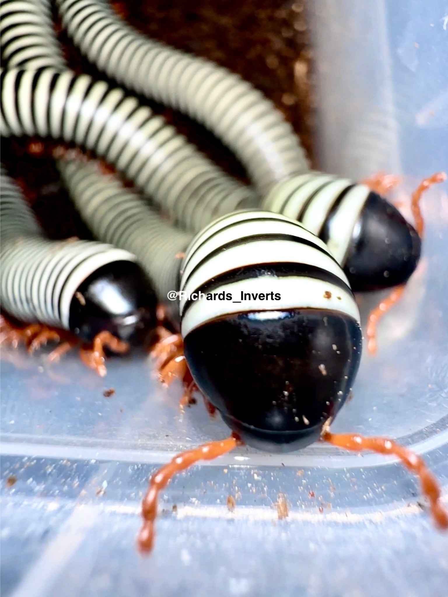 ⨂ Giant Zebra Millipede, (Doratogonus flavifilis) - Richard’s Inverts