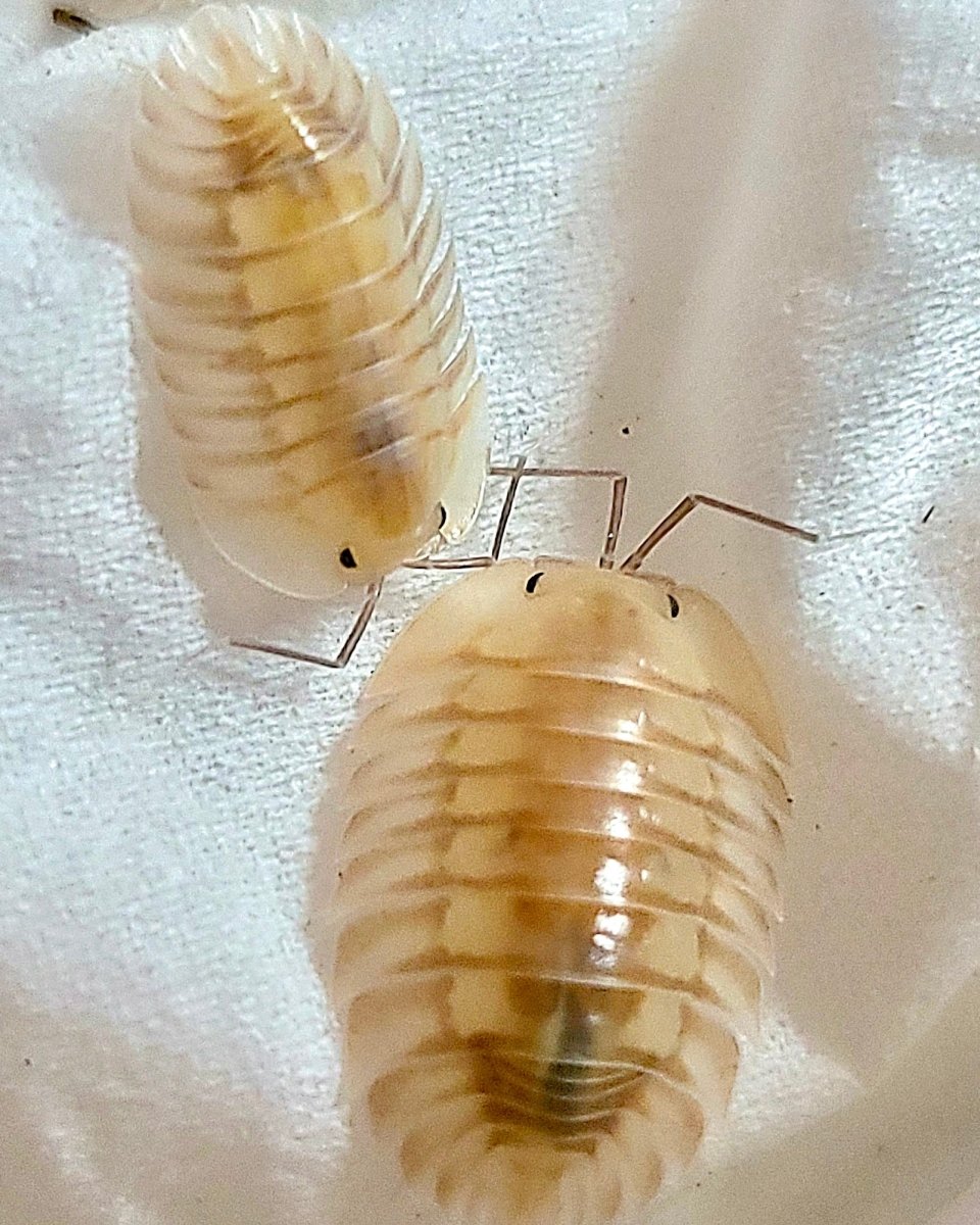 Glass Skeleton Isopod, (Troglodillo sp. "Glass Skeleton") - Richard’s Inverts