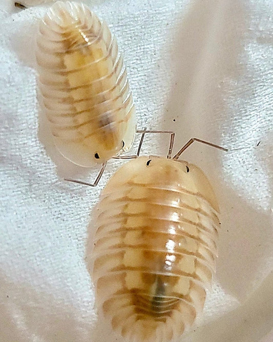 Glass Skeleton Isopod, (Troglodillo sp. "Glass Skeleton") - Richard’s Inverts