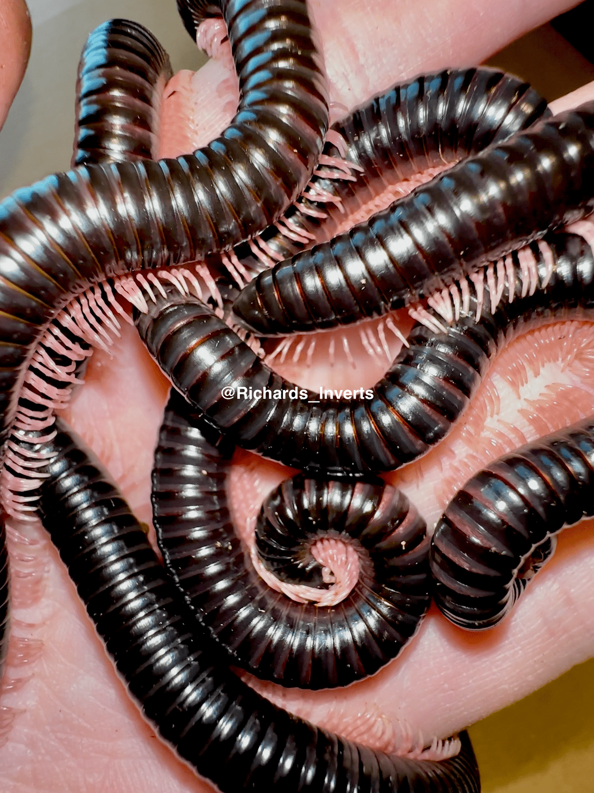 Glossy Pink Legged Millipede, (Dendrostreptus macracanthus) - Richard’s Inverts