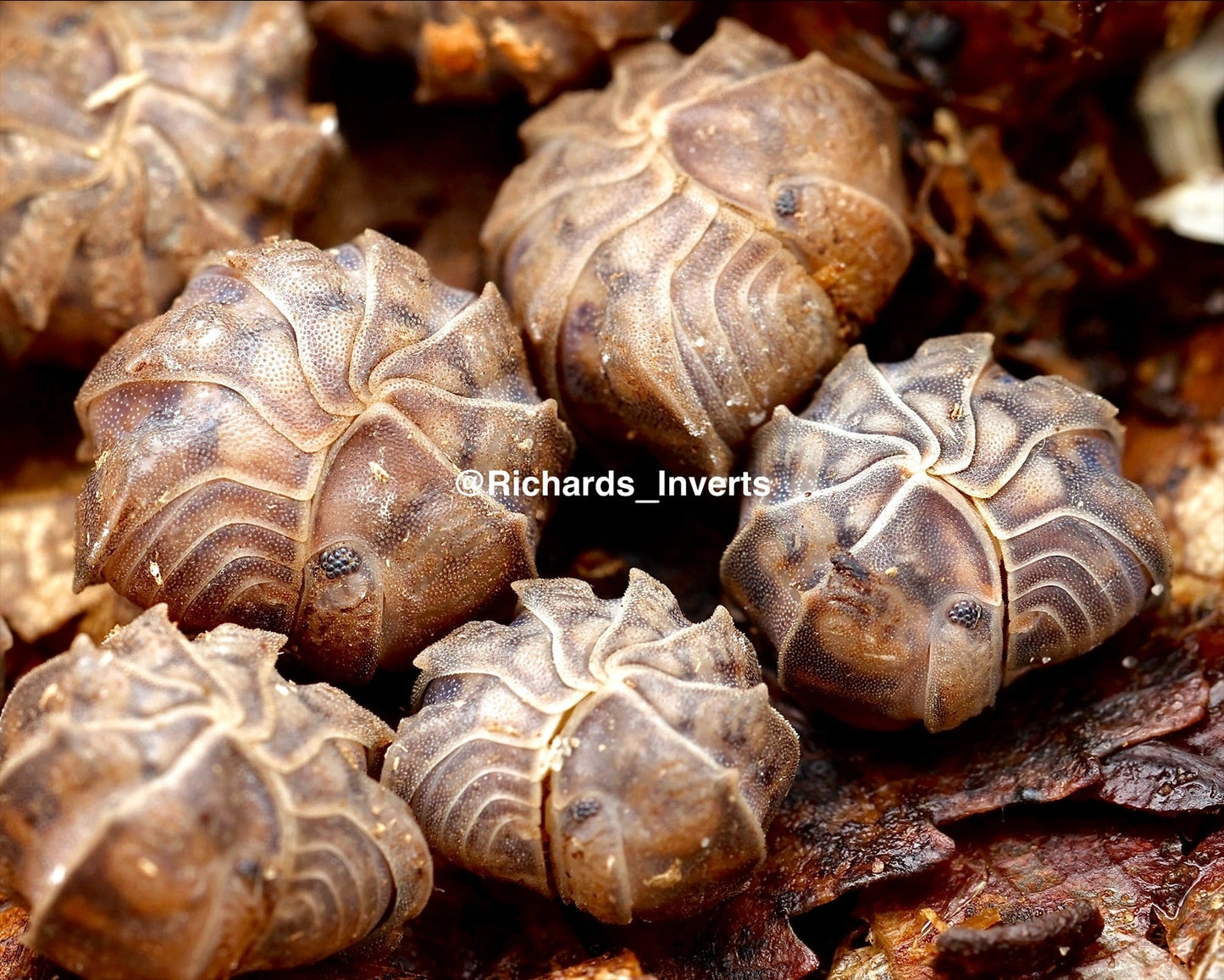 Godzilla Isopod, (Armadillidae sp. "Godzilla") - Richard’s Inverts