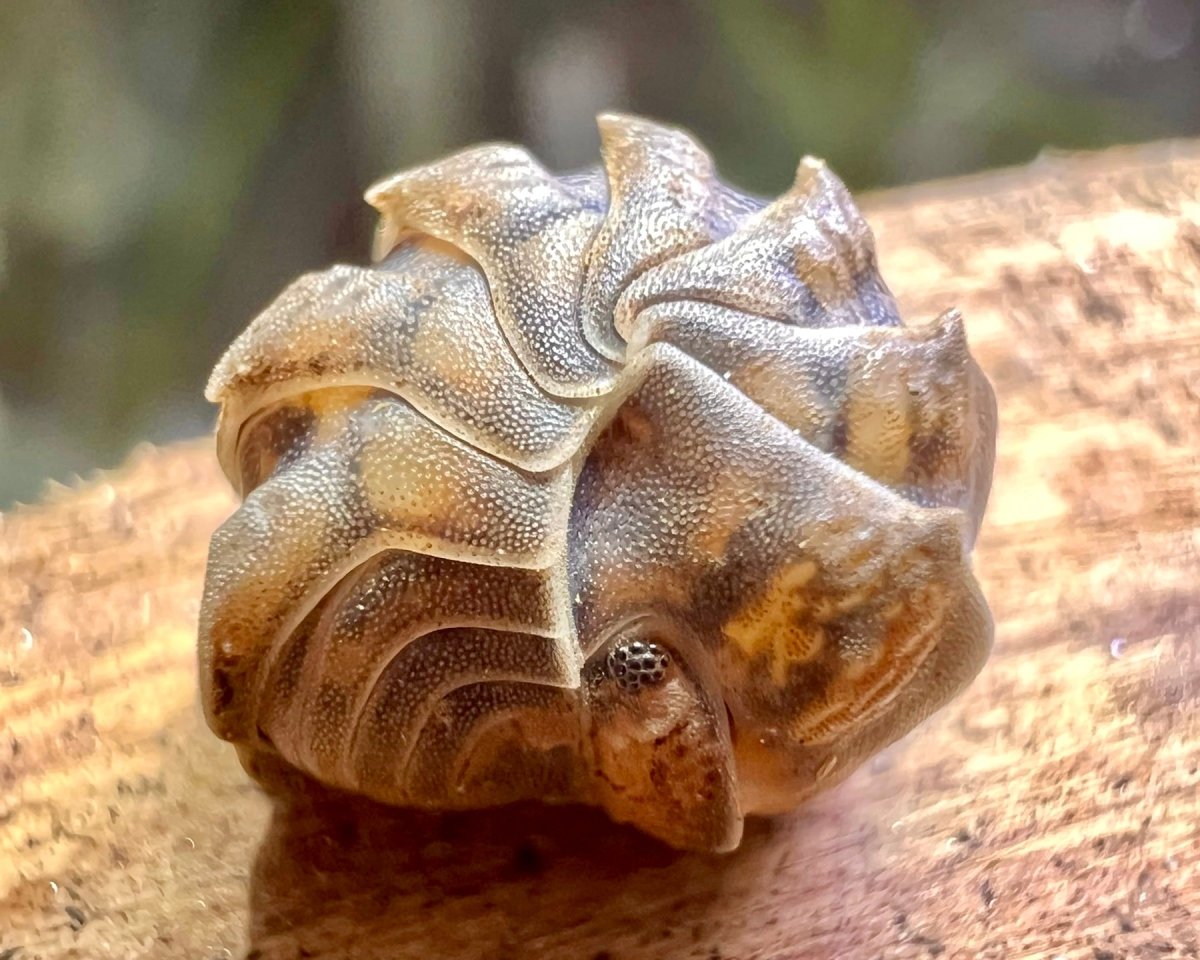 Godzilla Isopod, (Armadillidae sp. "Godzilla) - Richard’s Inverts