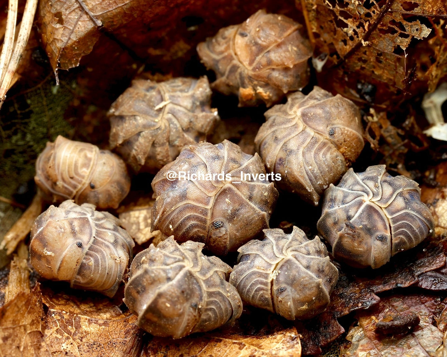 Godzilla Isopod, (Armadillidae sp. "Godzilla") - Richard’s Inverts