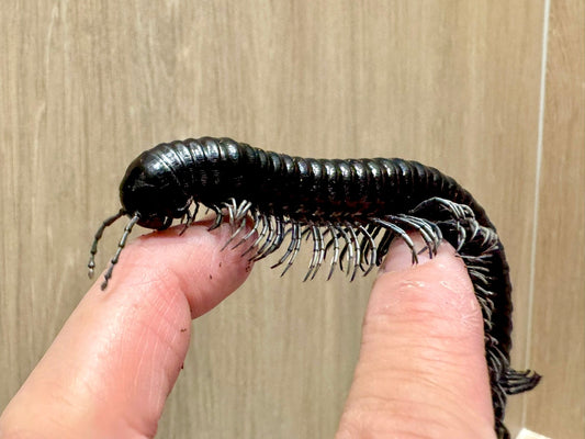 ⨂ Goliath Blueleg Millipede, (Harpagophoridae sp. "Blueleg") - Richard’s Inverts