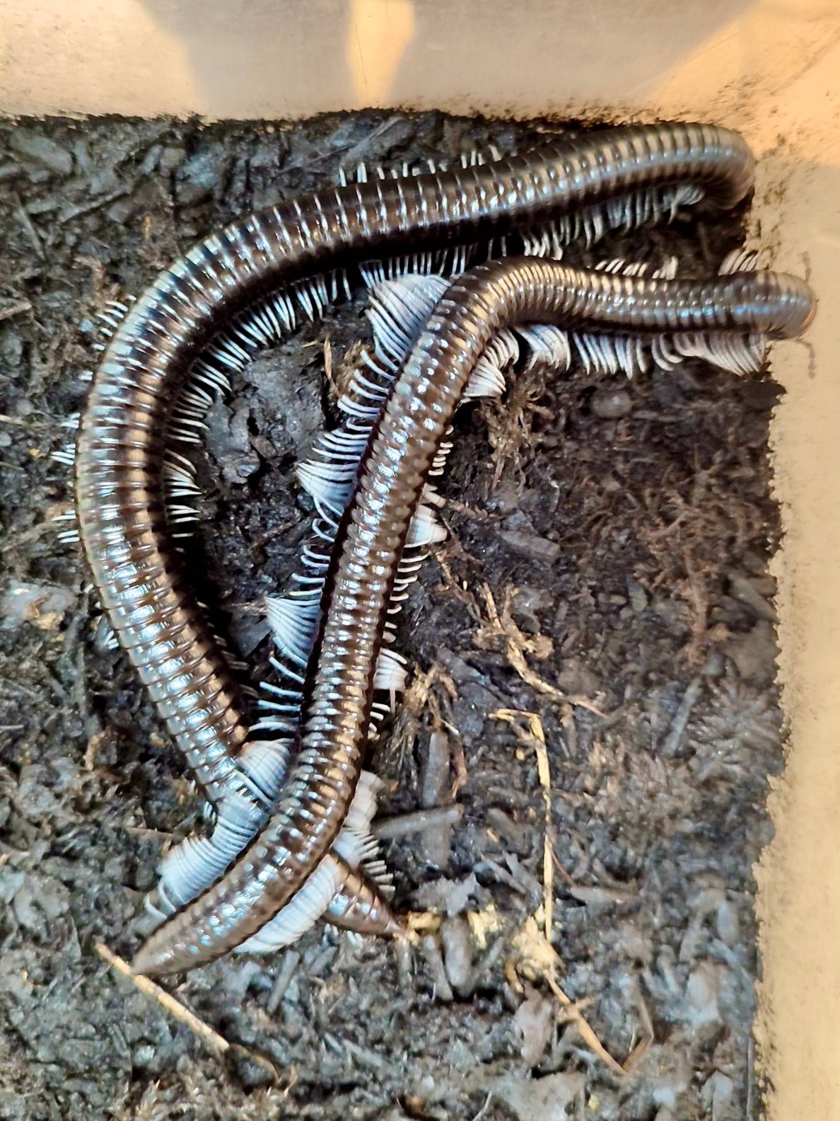 ⨂ Goliath Blueleg Millipede, (Harpagophoridae sp. "Blueleg") - Richard’s Inverts