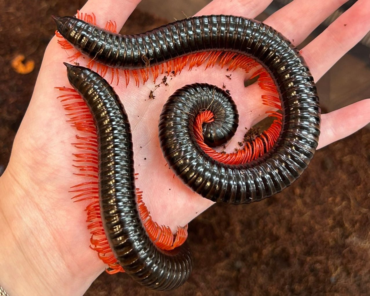 ⨂ Goliath Redleg Millipede, (Harpagophoridae sp. "Redleg") - Richard’s Inverts