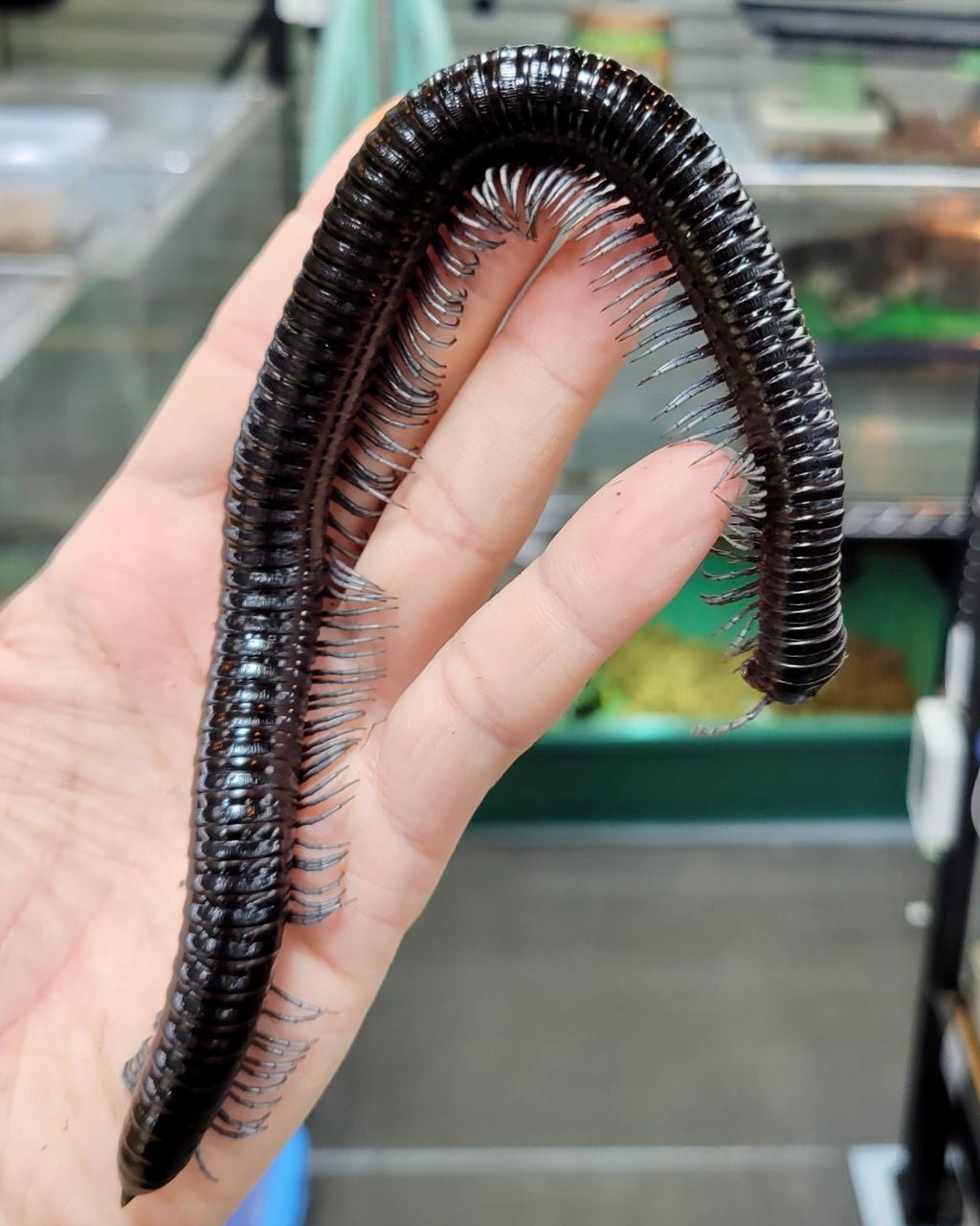 ⨂ Goliath Silverleg Millipede, (Thyropygus sp. "Silverleg") - Richard’s Inverts