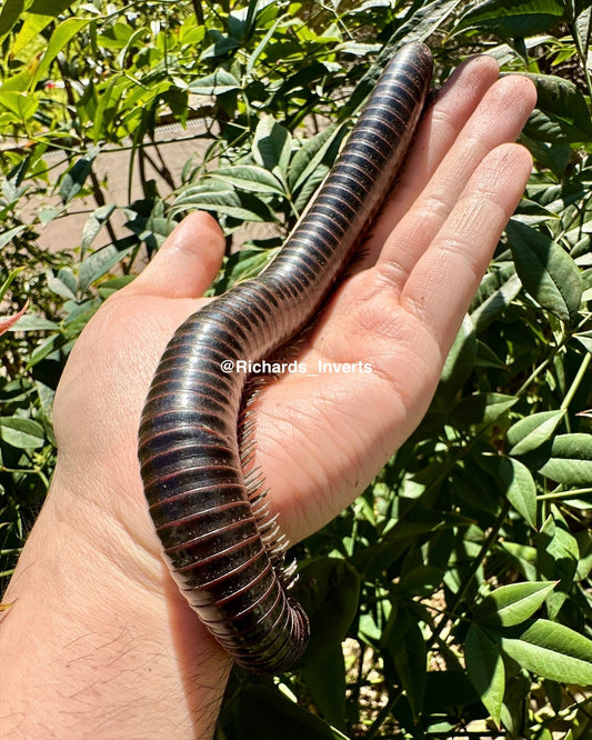 ⨂ Goliath Silverleg Millipede, (Thyropygus sp. "Silverleg") - Richard’s Inverts