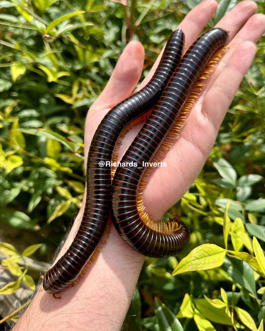 ⨂ Goliath Yellowleg Millipede, (Thyropygus sp. "Yellowleg") - Richard’s Inverts