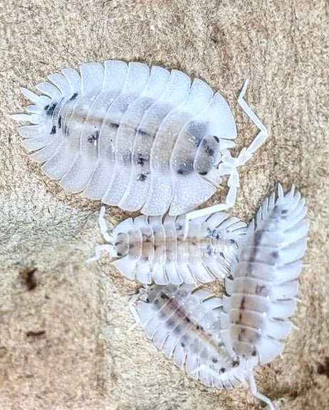 Greek Shield Isopod 'Dalmatian', (Porcellio werneri) - Richard’s Inverts