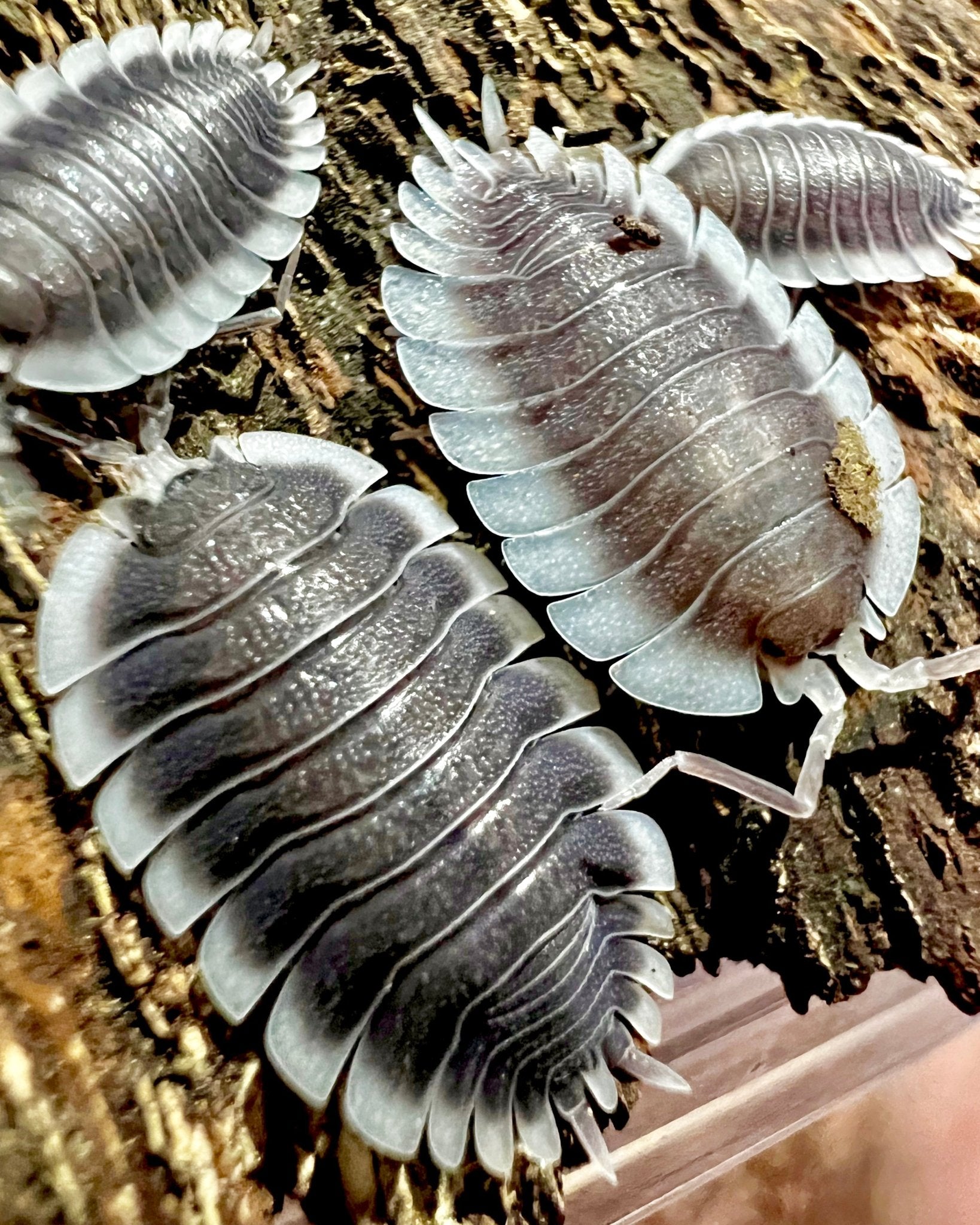 Greek Shield Isopod, (Porcellio werneri) - Richard’s Inverts