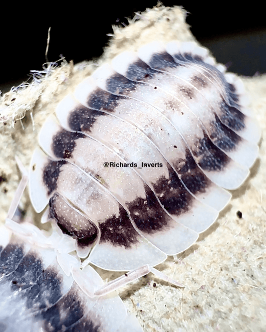 Greek Shield Isopod "Silverback", (Porcellio werneri) - Richard’s Inverts