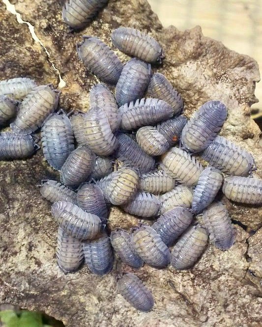 Greek Speckled Isopod, (Armadillidium peraccae) - Richard’s Inverts