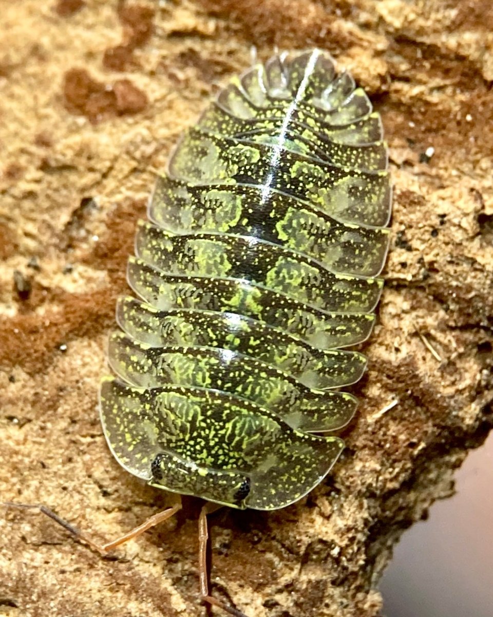 Green Spot Isopod "OG", (Troglodillo rotundatus "Green Spot, OG") - Richard’s Inverts