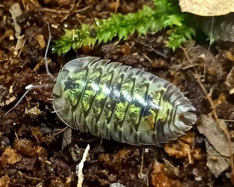 Green Spot Isopod, (Troglodillo sp. "Green Spot, Guangxi") - Richard’s Inverts