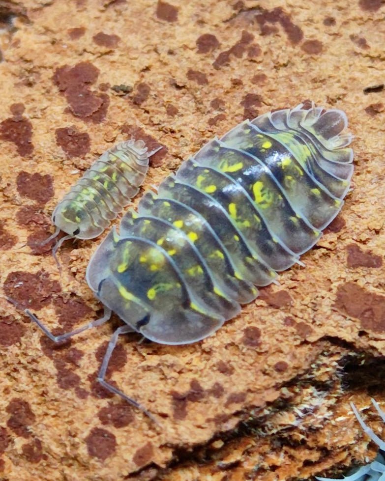 Green Spot Isopod, (Troglodillo sp. "Green Spot, Vietnam") - Richard’s Inverts