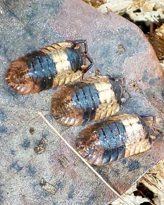 Grizzly Bear Isopod, (Adinda sp. "Grizzly Bear") - Richard’s Inverts