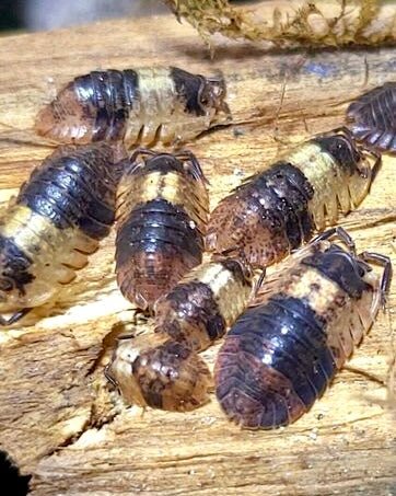 Grizzly Bear Isopod, (Adinda sp. "Grizzly Bear") - Richard’s Inverts