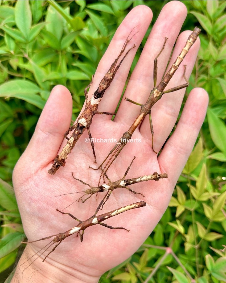 Guadeloupe Stick Insect, (Lamponius guerini) - Richard’s Inverts