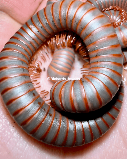 ⨂ Gunmetal Rainbow Millipede, (Atopochetus sp. "Gunmetal") - Richard’s Inverts