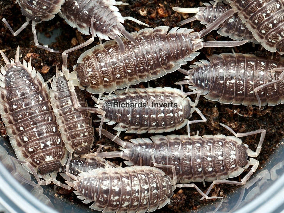 Haasi Isopod "Dark Form", (Porcellio haasi) - Richard’s Inverts