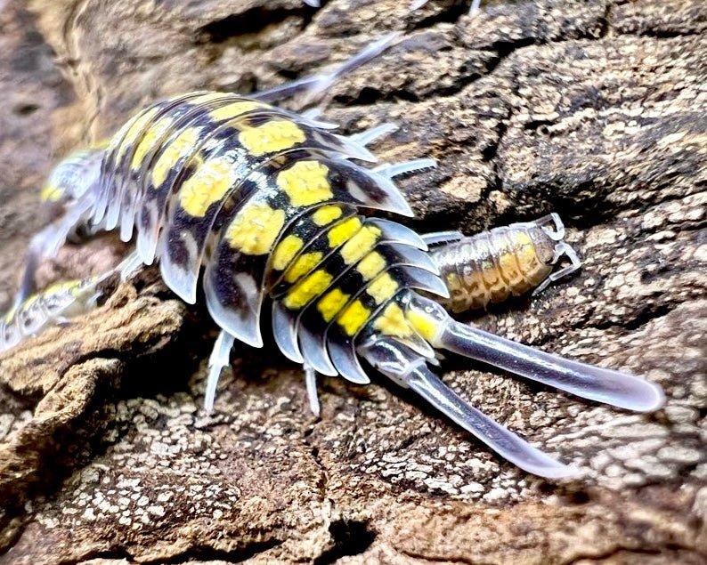 Haasi Isopod "High Yellow", (Porcellio haasi) - Richard’s Inverts