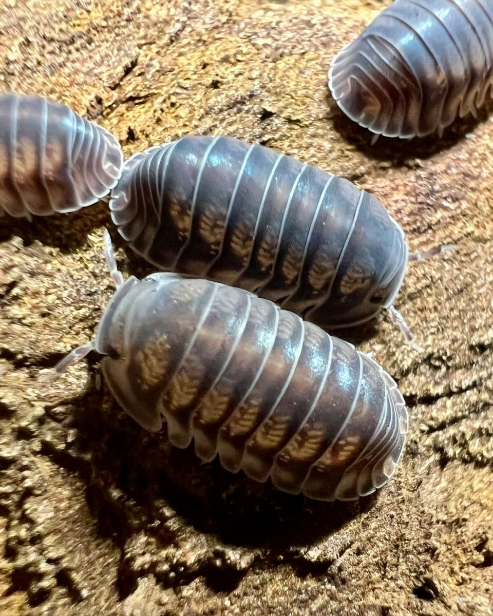 Happy Nun Isopod, (Cubaris sp. "Happy Nun") - Richard’s Inverts