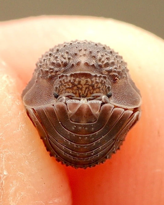 Hedgehog Isopod, (Armadillidium serratum) - Richard’s Inverts
