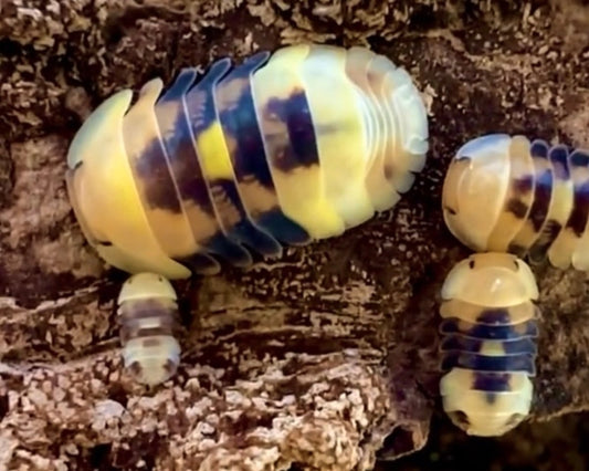 Honey Firefly Isopod, (Cubaris sp. "Honey Firefly") - Richard’s Inverts