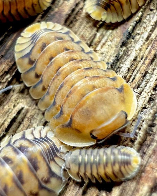 Honeymoon Tiger Isopod, (Cubaris sp. "Honeymoon Tiger") - Richard’s Inverts