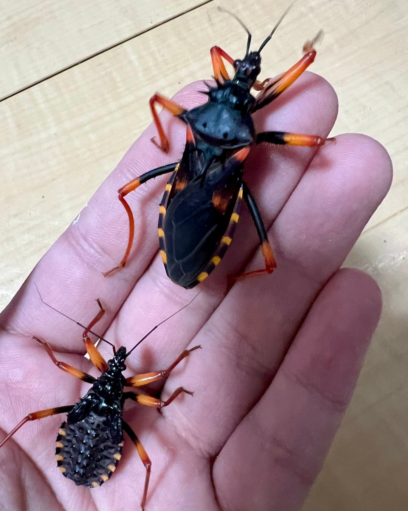 Horrid King Assassin Bug, (Psytalla horrida) - Richard’s Inverts