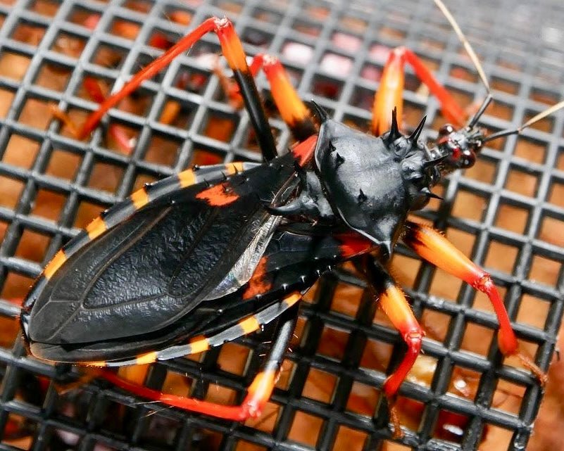 Horrid King Assassin Bug, (Psytalla horrida) - Richard’s Inverts