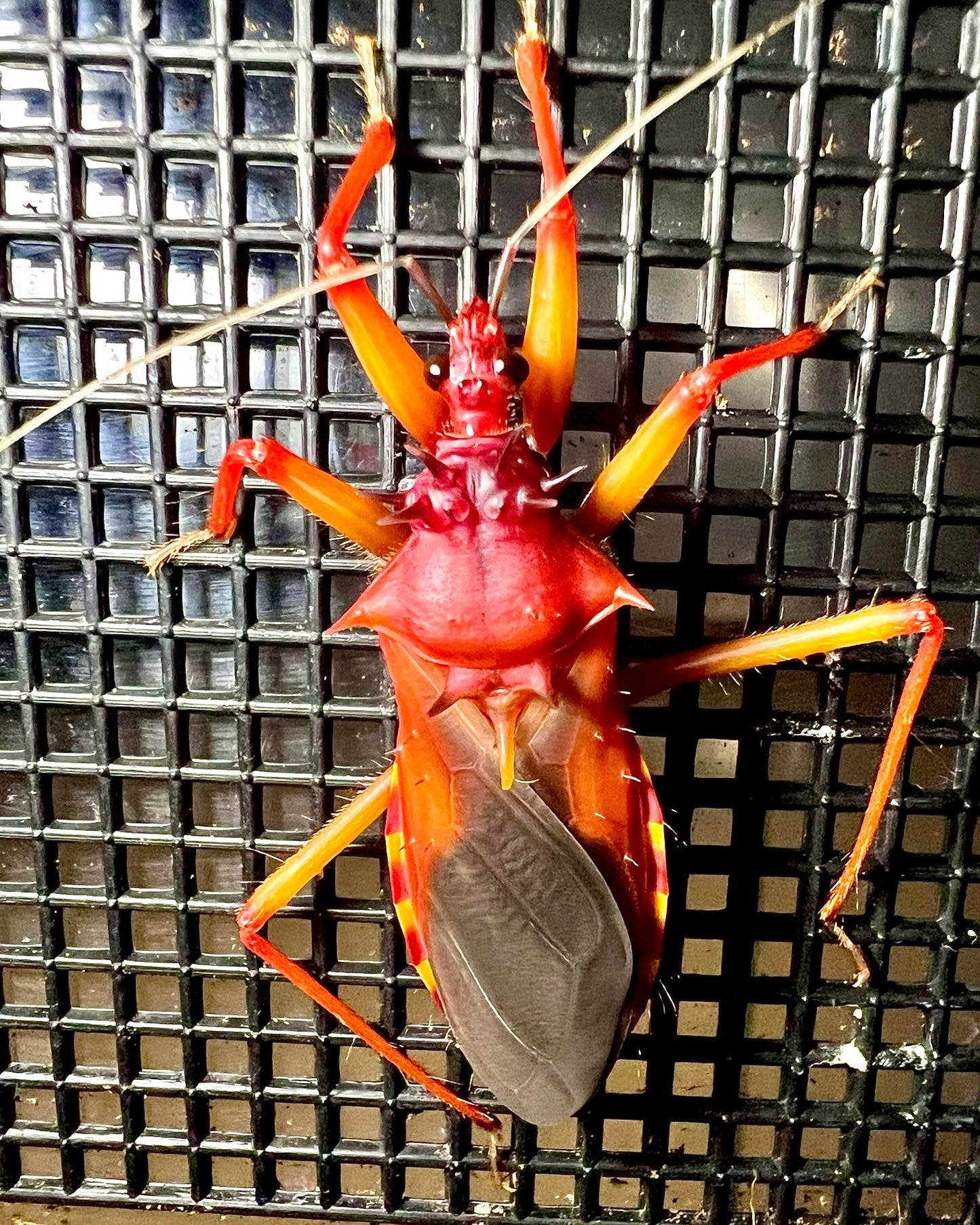 Horrid King Assassin Bug, (Psytalla horrida) - Richard’s Inverts