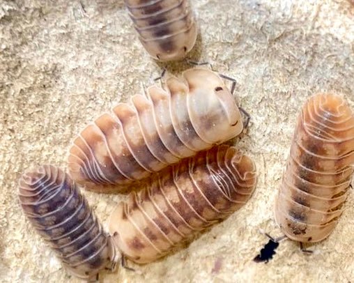 Ice Flower Isopod, (Cubaris sp. 'Ice Flower') - Richard’s Inverts