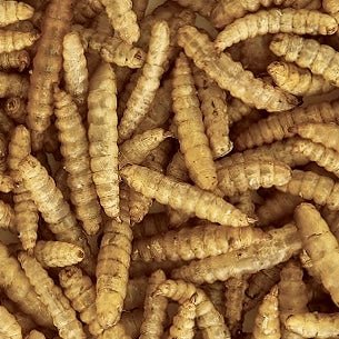 Isopod Supplement - Dried Larvae Protein - Richard’s Inverts