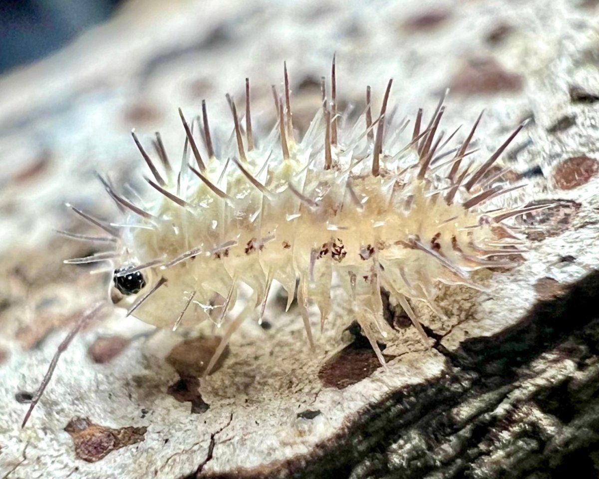 Ivory Spiky Isopod, (Laureola sp. "Ivory Spiky") - Richard’s Inverts