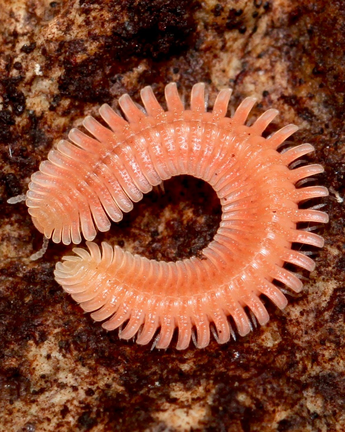 Japanese Feather Millipede, (Brachycybe nodulosa) - Richard’s Inverts