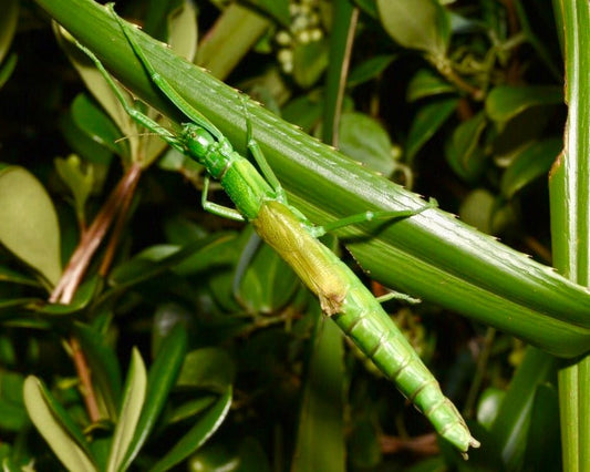 Japanese Peppermint Stick Insect, (Megacrania tsudai) - Richard’s Inverts