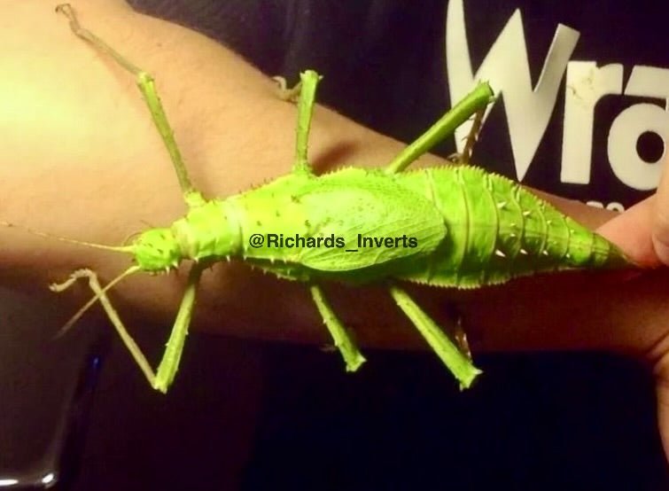 Jungle Nymph Stick Insect, (Heteropteryx dilatata) - Richard’s Inverts