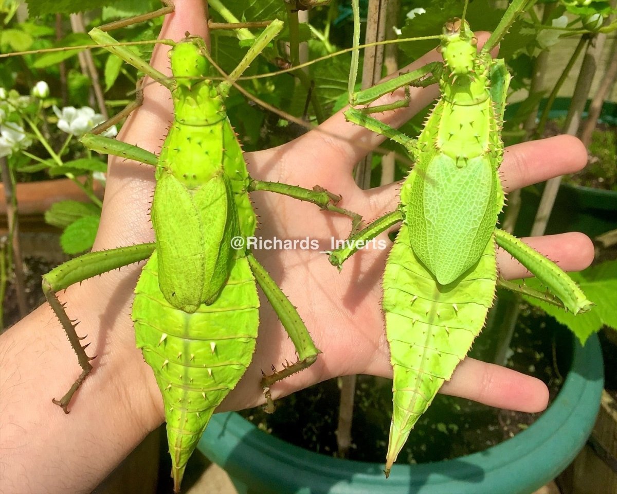 Jungle Nymph Stick Insect, (Heteropteryx dilatata) - Richard’s Inverts