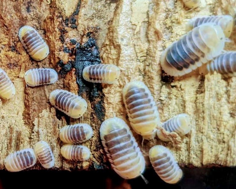 Jupiter Isopod, (Cubaris sp. "Jupiter") - Richard’s Inverts