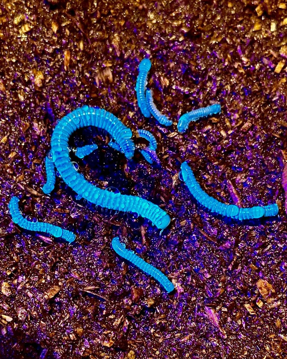 Millipedes & Centipedes For Sale UK Richard