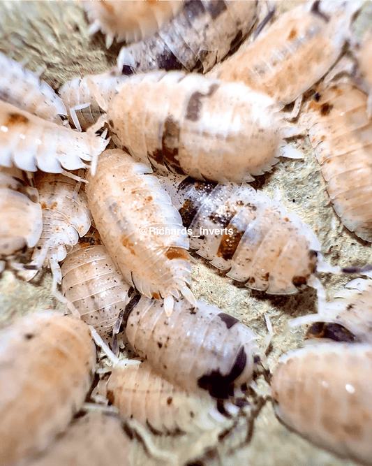 Koi Isopod, (Porcellio scaber 'Koi') - Richard’s Inverts