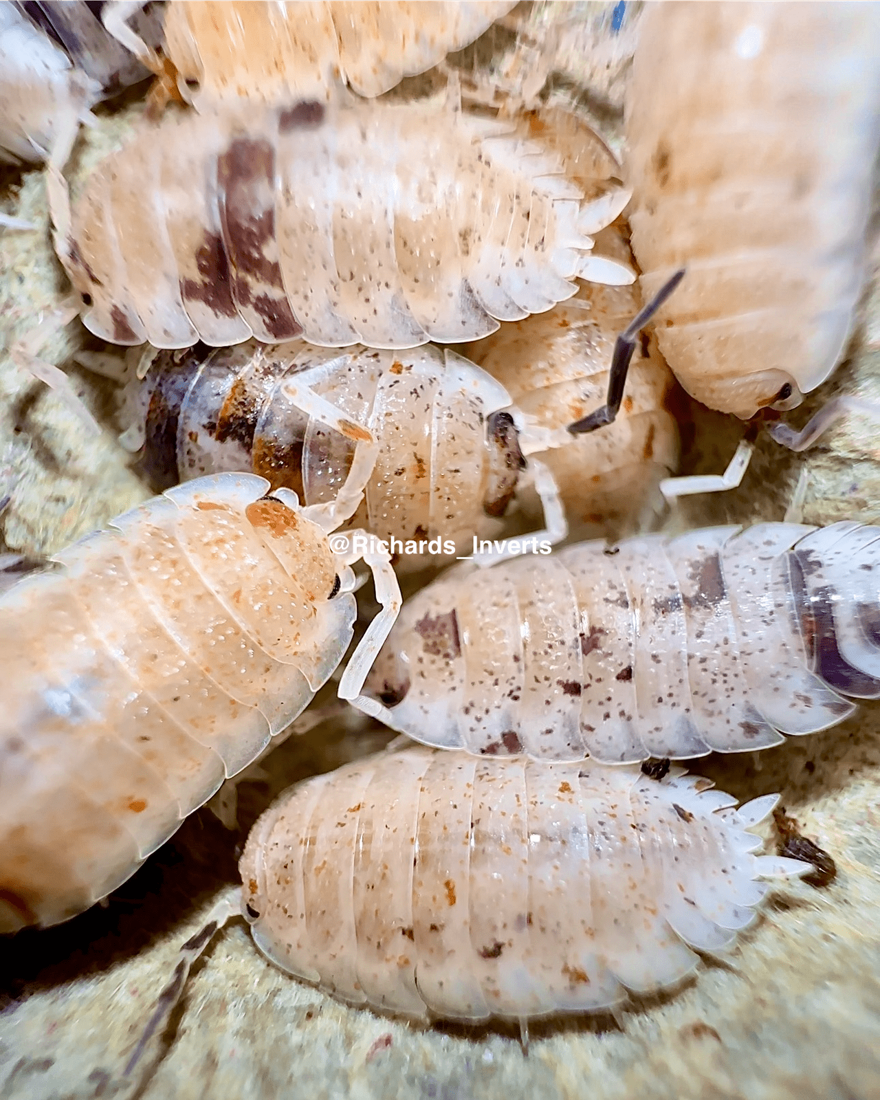 Koi Isopod, (Porcellio scaber 'Koi') - Richard’s Inverts