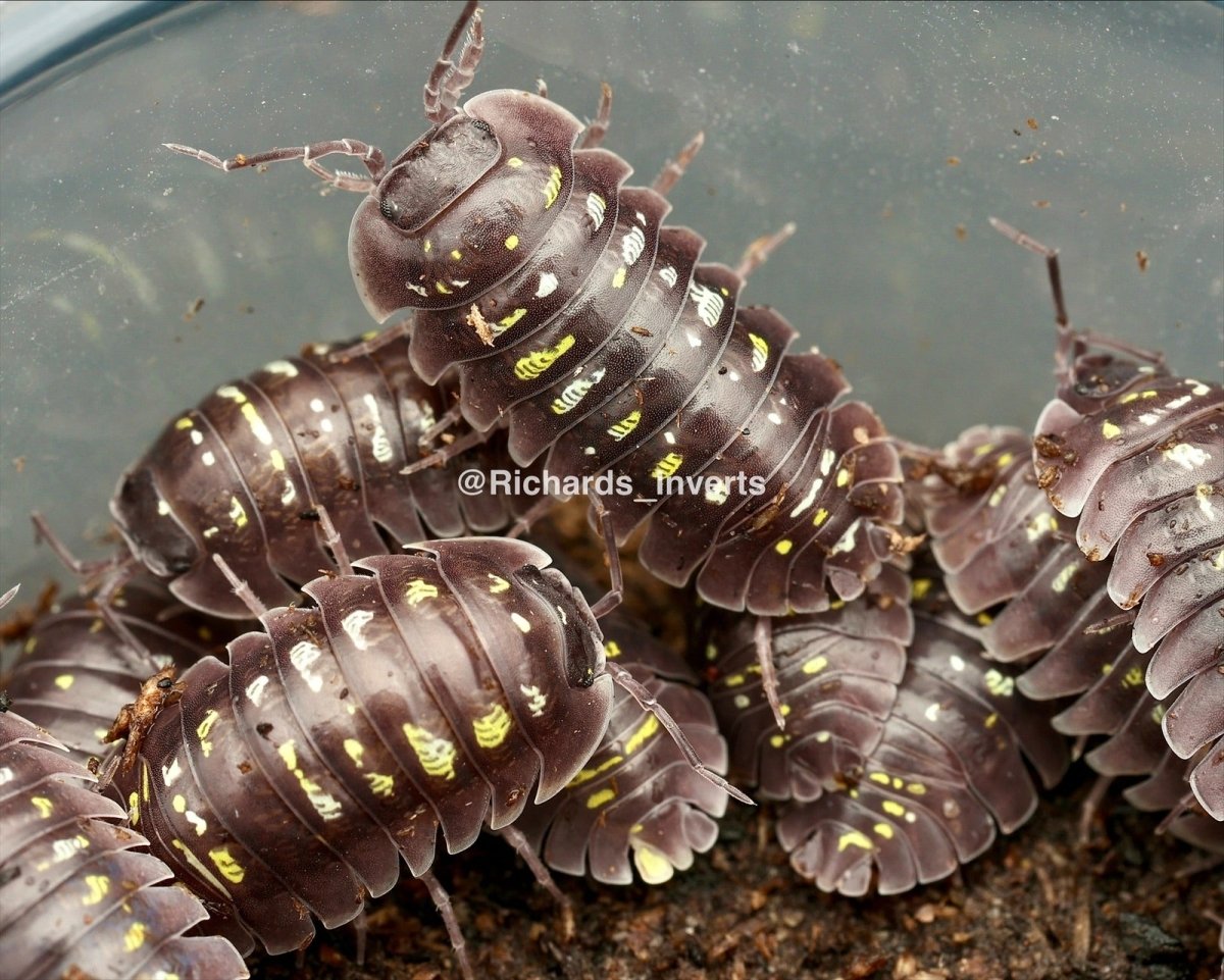 Lake Garda Isopod, (Armadillidium tirolense "Lake Garda") - Richard’s Inverts