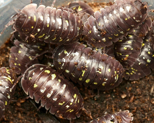Lake Garda Isopod, (Armadillidium tirolense "Lake Garda") - Richard’s Inverts