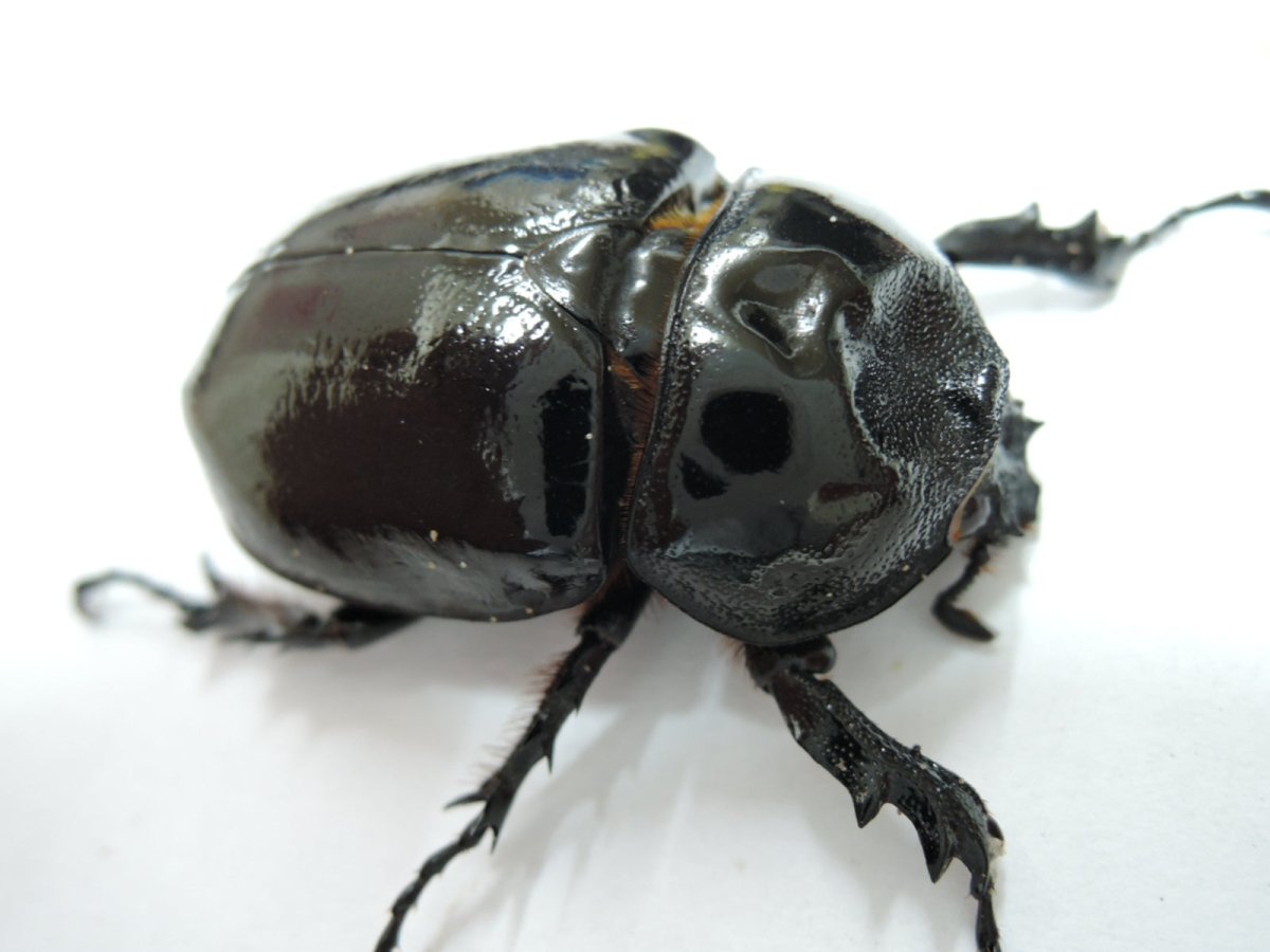 ⨂ Larvae - Barbed Rhino Beetle, (Xyloscoptes davidi) - Richard’s Inverts