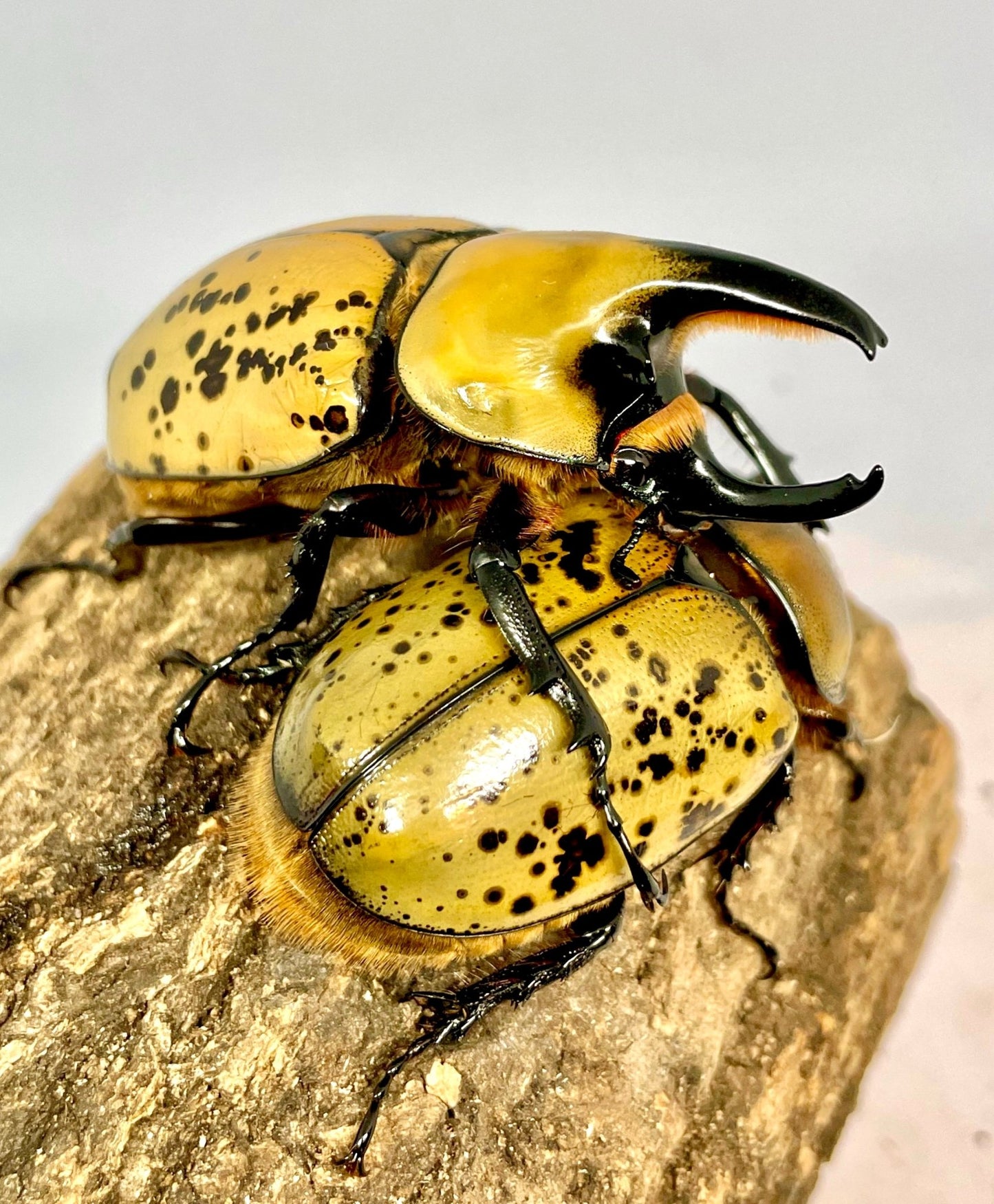 Larvae - Eastern Hercules Rhino Beetle, (Dynastes tityus) - Richard’s Inverts