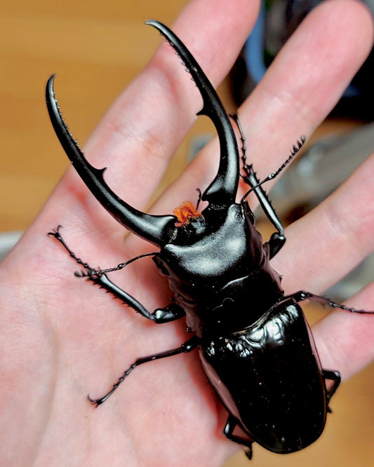 ⨂ Larvae - Giant Confucius Stag Beetle, (Prosopocoilus confucius) - Richard’s Inverts