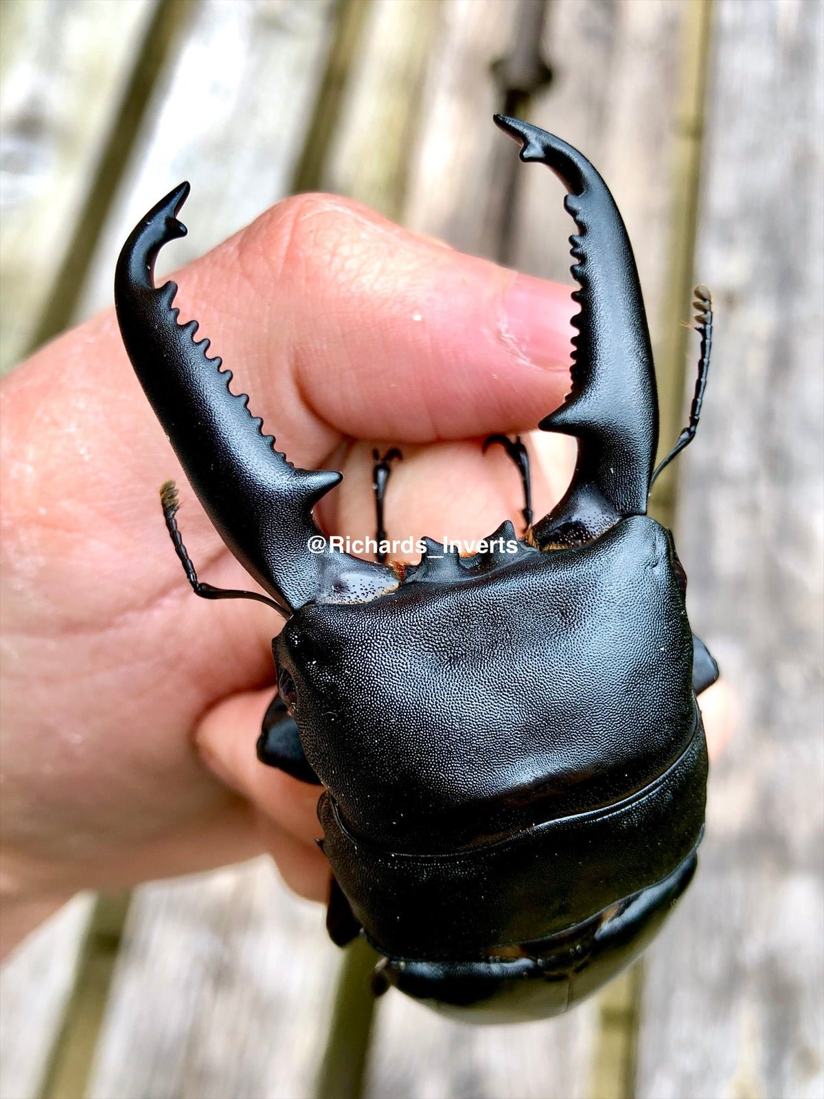 ⨂ Larvae - Giant Palawan Stag Beetle, (Dorcus titanus palawanicus) - Richard’s Inverts